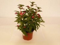 Fuchsia Bella, pr. kv. 12 cm