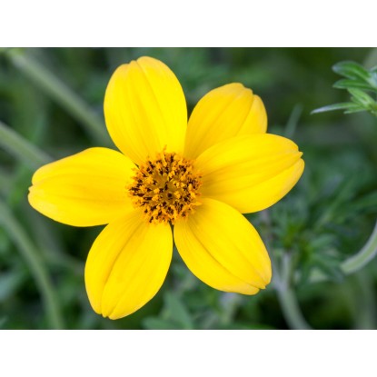 Dvojzub chlpatý priemer kvetináča cca 11 cm žltý