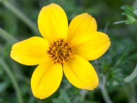 Dvojzub chlpatý priemer kvetináča cca 11 cm žltý