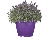 Levanduľa francúzska (Lavandula stoechas), pr. kv. 35 cm