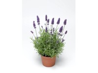 Levanduľa úzkolistá (Lavandula angustifolia) pr. kv. 11 cm
