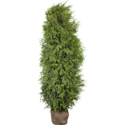 Landgard Zerav západný (Thuja occidentalis) "Brabant" výška 180-200 cm, 20 ks