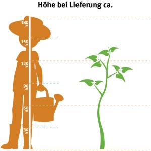 Ilustrácia: Slivka Domáca slivka, indikácia veľkosti pri dodaní cca 120-140 cm. Ideálne pre záhradu.