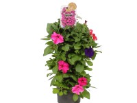 Petúnia (Petunia) záves, výška 45-50 cm, pr. 15 cm