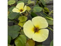 GROW by OBI Hladinovka plavínovitá (Hydrocleys nymphoides), pr. 11 cm