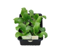 MONTANO Šalát ľadový (Lactuca sativa L.) sadenice miska