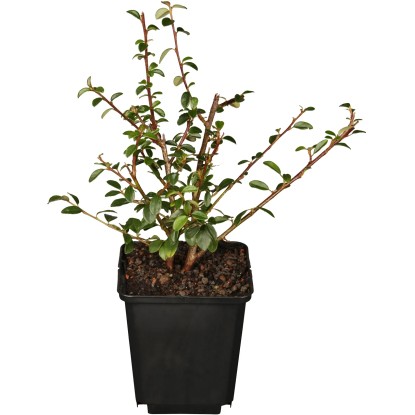 Skalník trpasličí Streibs Findling priemer kvetináča cca 9 cm