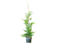 Landgard Cyprusovec Leylandov (Cupressocyparis leylandii) 80-100 cm, 3 l, 30 ks