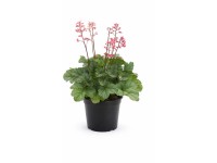 GROW by OBI Dlžicha (Heuchera), rôzne druhy, pr. 17 cm GROW by OBI Dlžicha (Heuchera), rôzne druhy, pr. 17 cm