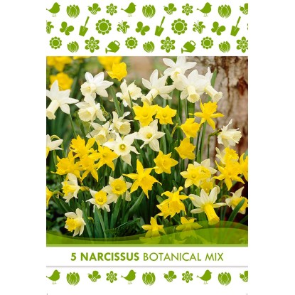 Kvetinová cibuľka narcisu (Narcissus Botanical)