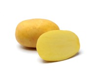 GardenSeed Premium Sadbové zemiaky Agria 2,5 kg