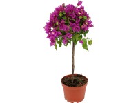 OBI Bugenvilea fialová kmienok priemer kvetináča cca 17 cm Bougainvillea