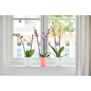 Tri orchidey Florus Flow v jemne ružovej a bielej farbe na okennom parapete.