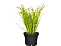 Grow by OBI Puškvorec Ogon, okrasný Acorus gramineus, pr. kvetináče 14 cm