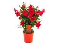 GROW by OBI Dipladénia s podporou na popínanie, výška 40-50 cm