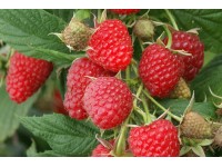 ARBOEKO Ostružník maliník - Malina obyčajná (Rubus idaeus) výška cca 40 cm