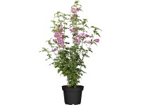 OBI Ibištek (Hibiscus) čínska ruža ružová, výška 60-80 cm, cca 5 l