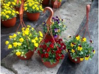 CZ-Flora Maceška drobnokvetá (Viola cornuta) v závesnom kvetináči pr. 19 cm