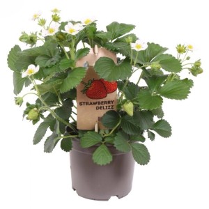 Jahoda GROW by OBI Strawberry Delizz v kvetináči so zelenými listami a bielymi kvetmi.