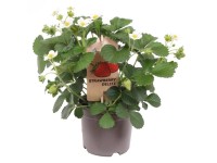 GROW by OBI Jahodník (Fragaria Hybrid) GROW by OBI Jahodník (Fragaria Hybrid)