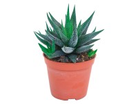 Haworthia 