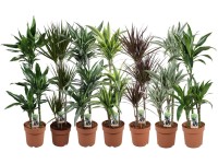 Dracéna rôzne druhy výška cca 100 - 120 cm priemer kvetináča cca 21 cm