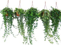 Brečtan popínavý mix priemer kvetináča cca 18 cm