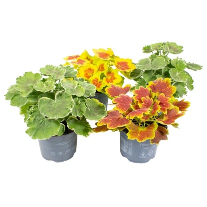 Landgard Muškát vzpriamený - pelargónia páskatá (Pelargonium zonale) mix pr.12cm