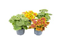 Landgard Muškát vzpriamený - pelargónia páskatá (Pelargonium zonale) mix pr.12cm