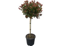 OBI Photinia 