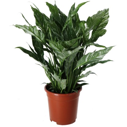 Lopatkovec "Spathiphyllum" Diamond, priemer cca 17 x 65 - 70 cm