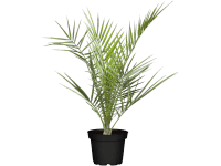 Datľovník kanársky, výška 30 - 40 cm, priemer kvetináča 20 cm