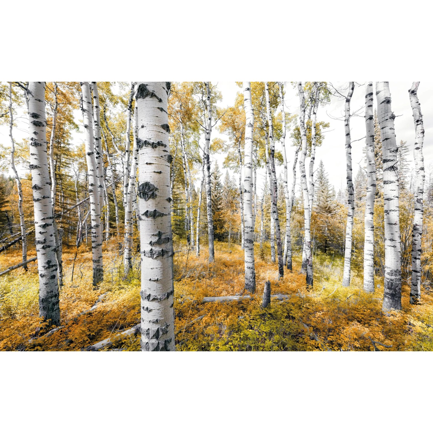 E-shop Komar Vliesová fototapeta Colorful Aspenwoods 450 x 280 cm