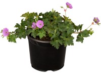 GROW by OBI Kakost krvavý (Geranium sanguineum), výška 10-20 cm