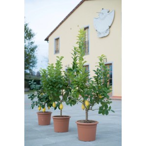Tri citrónové mini stromčeky (Citrus) v kvetináči, výška cca 60 cm, na balkón a terasu.