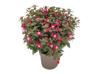 Fuchsia (Fuchsia hybrida) krík, výška cca 40 cm, pr. kv. 17 cm