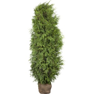 Sada 40 ks tuje Brabant, výška 140-160 cm, balená, ideálna pre živé ploty.