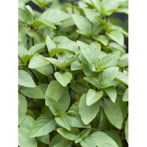 Čerstvá, zelená bazalka (Ocimum basilicum) v kvetináči, ideálna do kuchyne.