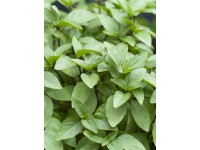 Bazalka pravá Ocimum basilicum priemer kvetináča cca 11 cm