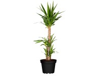 Royal Lemkes Juka obrovská (Yucca elephantipes) cca výška 110 cm, pr. 27 cm