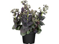 GROW by OBI Rozchodník purpurový 