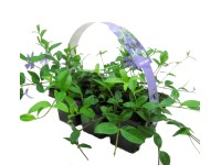 Zimozeleň menšia balenie po 6 ks priemer kvetináča: cca 7 cm Vinca minor Zimozeleň menšia balenie po 6 ks priemer kvetináča: cca 7 cm Vinca minor