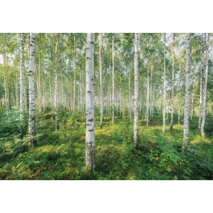 Komar Papierová fototapeta Sunny Day 368 x 254 cm