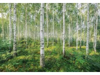 Komar Papierová fototapeta Sunny Day 368 x 254 cm