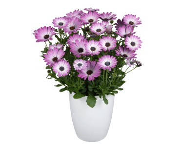 MONTANO Margaréta kapská (Osteospermum), rôzne farby, 1 ks, pr. kv. 12 cm