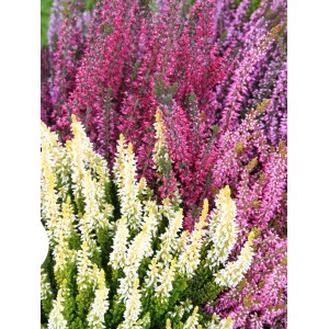 Vres obyčajný (Calluna vulgaris) v rôznych farbách, ideálny na jesennú výsadbu.