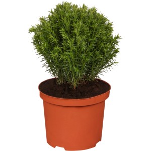 Guľovitý tuja Teddy (Thuja) v kvetináči, cca 5-10 cm vysoký. Zakrpatený ihličnan do kvetináčov a záhonov.