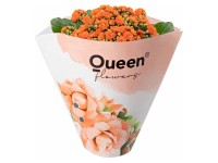 GROW by OBI Kolopejka vďačná (Kalanchoe) dvojkvetá oranžová 20-25 cm pr. 105cm