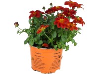 Dvojzubec prutolistý (Bidens ferulifolia)