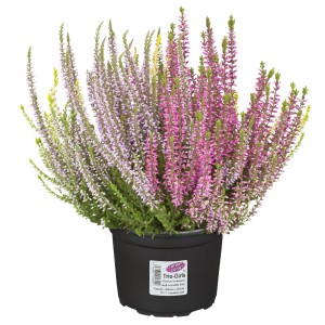 Vres 'Vanilla Plum Trio' v kvetináči, ružové, fialové a biele kvety. Calluna vulgaris.